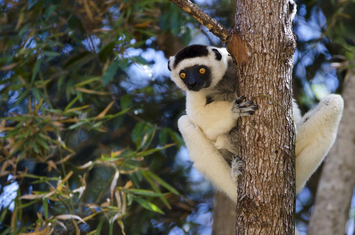 👉Ce soir à 21h projection en ligne du dernier film du <a href="/FestivalQDD/">Festival Quais du Départ</a> : « Madagascar, expédition en terre Makay » d’Evrard Wendenbaum ! Suivie d'échanges avec le réalisateur 😉 pour voir la séance c’est ici  imagotv.fr ! Crédit photo : <a href="/Natexplorers/">Natexplorers</a>, <a href="/Evrard_W/">Evrard Wendenbaum</a> #Lyon