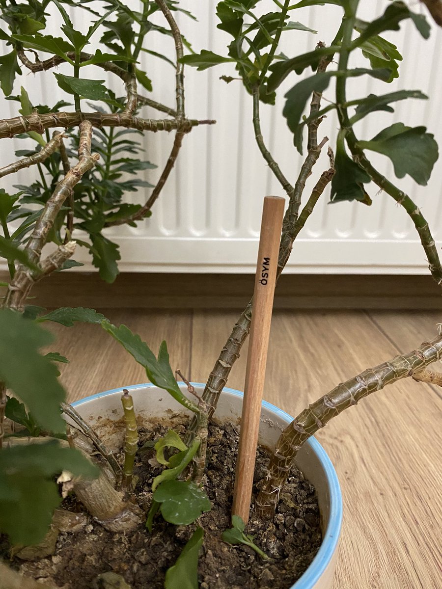 Annem çiçekleri ÖSYM desteğinde büyütüyor tekrar tekrar tusa girmemin bir gün birine faydası dokunacağını biliyordum