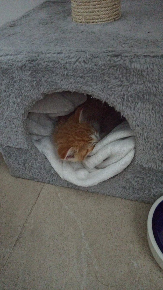 No podemos creernos q no tenga nadie un hueco para esta cosita ,q sea leucemica no significa q  no merezca un hogar.Tendra una vida normal como cualquier gato solo tiene q ser única  por favor ayuda😔637082394