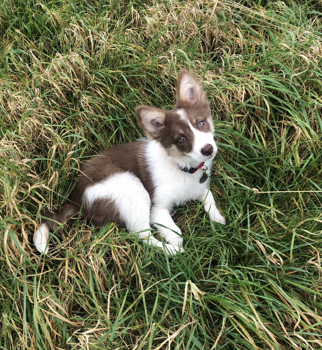 Introducing Gwynva - a choc and white tri collie