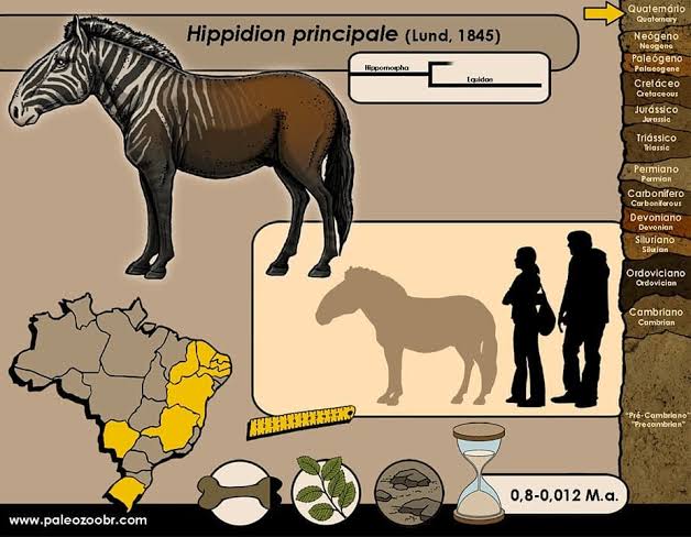 A Eurásia tinha cavalos, mas as Américas não. As culturas andinas tinham  lhamas, no entanto. Teria sido viável usar a criação seletiva para obter um  animal com utilidade semelhante à do cavalo? 