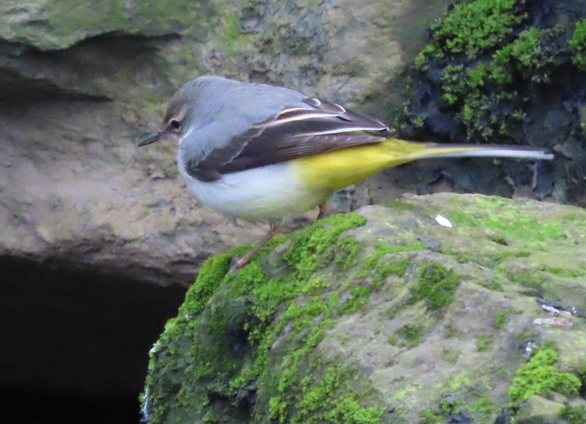 Brian E.Carruthers (@briancrunchie) on Twitter photo My <a href="/Team_eBird/">eBird</a> checklist from a nice morning walk around #TolkaRiverValleyPark #Finglas ebird.org/checklist/S768… <a href="/BirdWatchIE/">BirdWatch Ireland</a> <a href="/RCPCA1/">Royal Canal Park Community Association</a> @DCCParks_Biodiv <a href="/FingalBiodiv/">Fingal Biodiversity</a> <a href="/BioDataCentre/">Biodiversity Ireland</a> <a href="/Irishwildlife/">Irish Wildlife Trust</a> <a href="/EcoEye/">Earth Horizon Productions</a> My <a href="/Team_eBird/">eBird</a> checklist from a nice morning walk around #TolkaRiverValleyPark #Finglas ebird.org/checklist/S768… <a href="/BirdWatchIE/">BirdWatch Ireland</a> <a href="/RCPCA1/">Royal Canal Park Community Association</a> @DCCParks_Biodiv <a href="/FingalBiodiv/">Fingal Biodiversity</a> <a href="/BioDataCentre/">Biodiversity Ireland</a> <a href="/Irishwildlife/">Irish Wildlife Trust</a> <a href="/EcoEye/">Earth Horizon Productions</a>