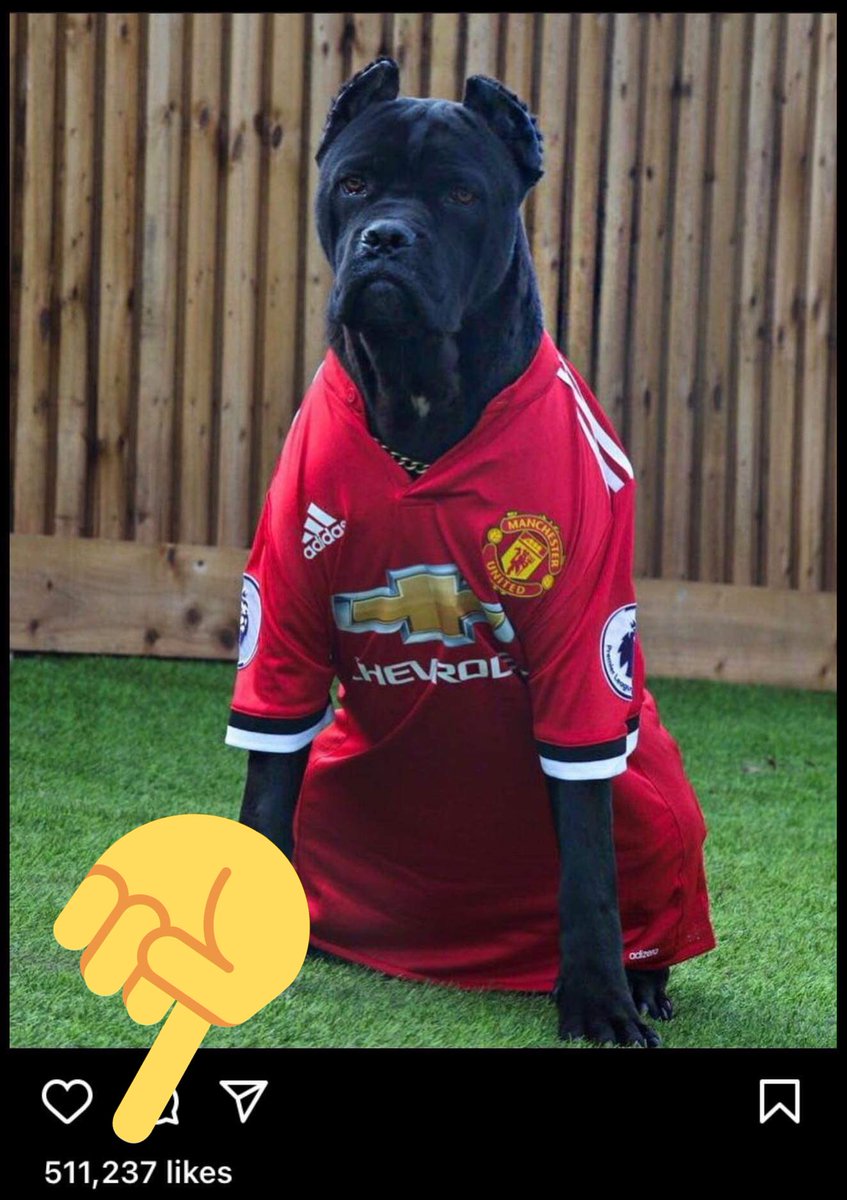 theFOALGroup's tweet photo. Please RT this letter to @MarcusRashford we’d love to talk to him. The creeping normalisation of ear cropping is not to do with people on street corners, it is a celebrity fuelled fashion &amp; we must demand it stops! Ban imports of cropped dogs: https://t.co/EWUtE8rnnA #FlopNotCrop https://t.co/VOwPOoAeBb