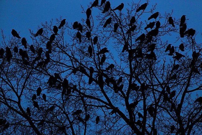вороны на дереве. стая ворон на деревьях. стая ворон на деревьях. стая воронов. птицы сидят на верхушках деревьев.