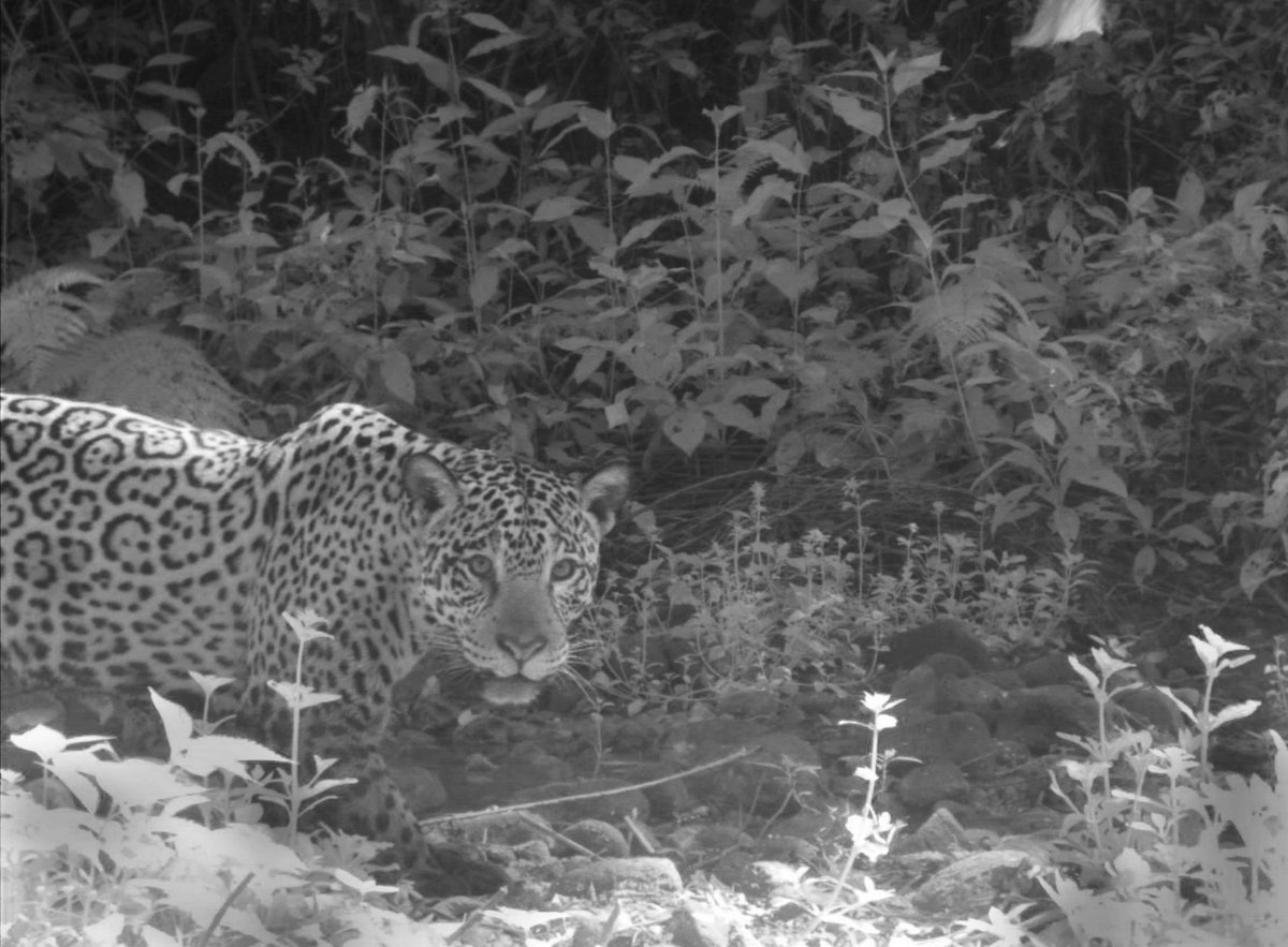 Celebrando #InternationalJaguarDay  saludos de Pablo Perovic, <a href="/ClaudioSillero/">Claudio Sillero</a> <a href="/Juanreppucci/">Juanreppucci</a> <a href="/FlaviaCaruso8/">María Flavia Caruso</a> del equipo de #JaguaresenelLimite #JaguarsintheFringe <a href="/ParquesOficial/">Parques Nacionales Argentina</a> <a href="/WildCRU_Ox/">WildCRU, Oxford</a> <a href="/BornFreeFDN/">Born Free Foundation</a>
