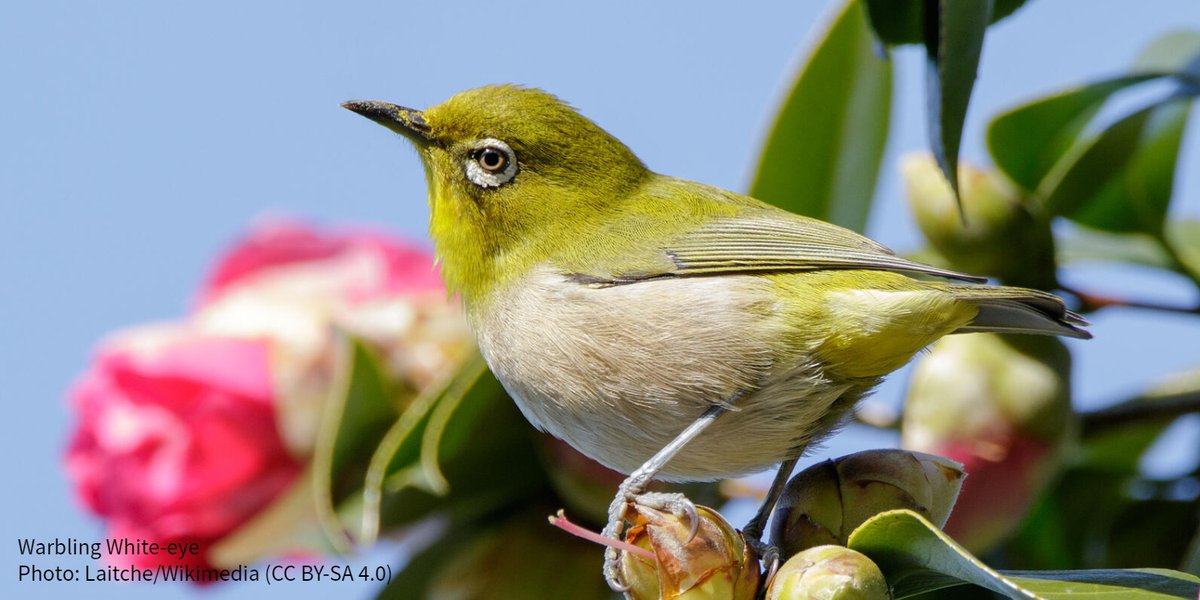 Having grown up in the Philippines, for Justine Villanueva, birdwatching with intention felt like coming home. From <a href="/AudubonCA/">Audubon California</a>, read more on her journey to belonging in the diaspora by reconnecting with birds. bit.ly/2GzpsM3
