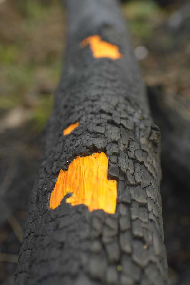 Frédéric Dilé tweet media