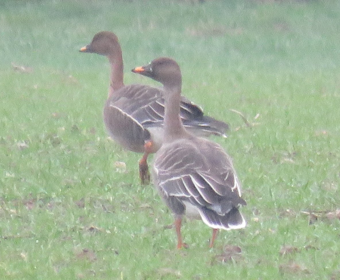 Fantastic morning at Holland Haven with a lifer in form of a Tundra Bean Goose, with 3 individuals in total a top find by <a href="/lonsdalebirding/">Matthew Lonsdale</a>! Other highlights included White-fronted Geese, Barnacle Geese, Great Skua, purple sand and much more! <a href="/EssexBirdNews/">EBwS Bird News</a>