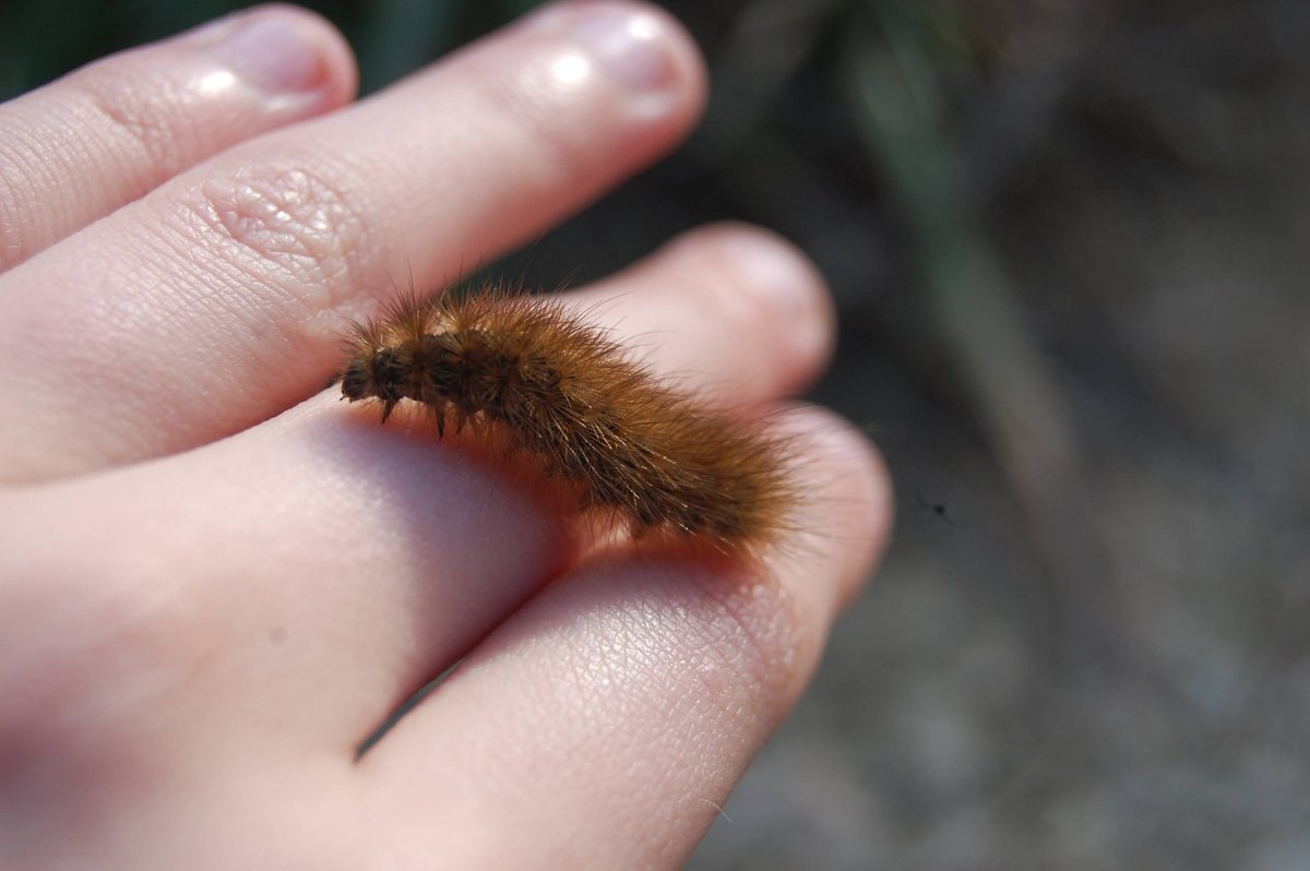 notice_nature_'s tweet photo. A lovely ruby tiger moth caterpillar for #ACaterpillarWeekend 😉🐛
@Britnatureguide #rubytigermoth https://t.co/PfyiVOX6xM