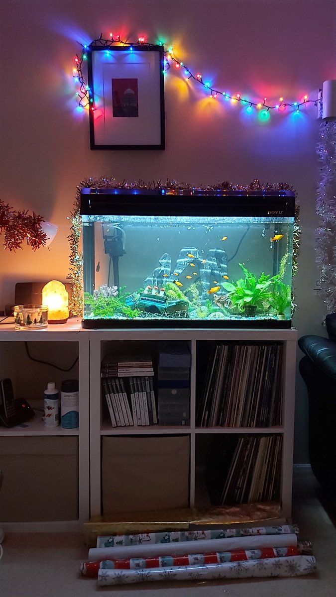 ManCalled_Alice's tweet photo. #festivefish https://t.co/Qx7L34rx8C