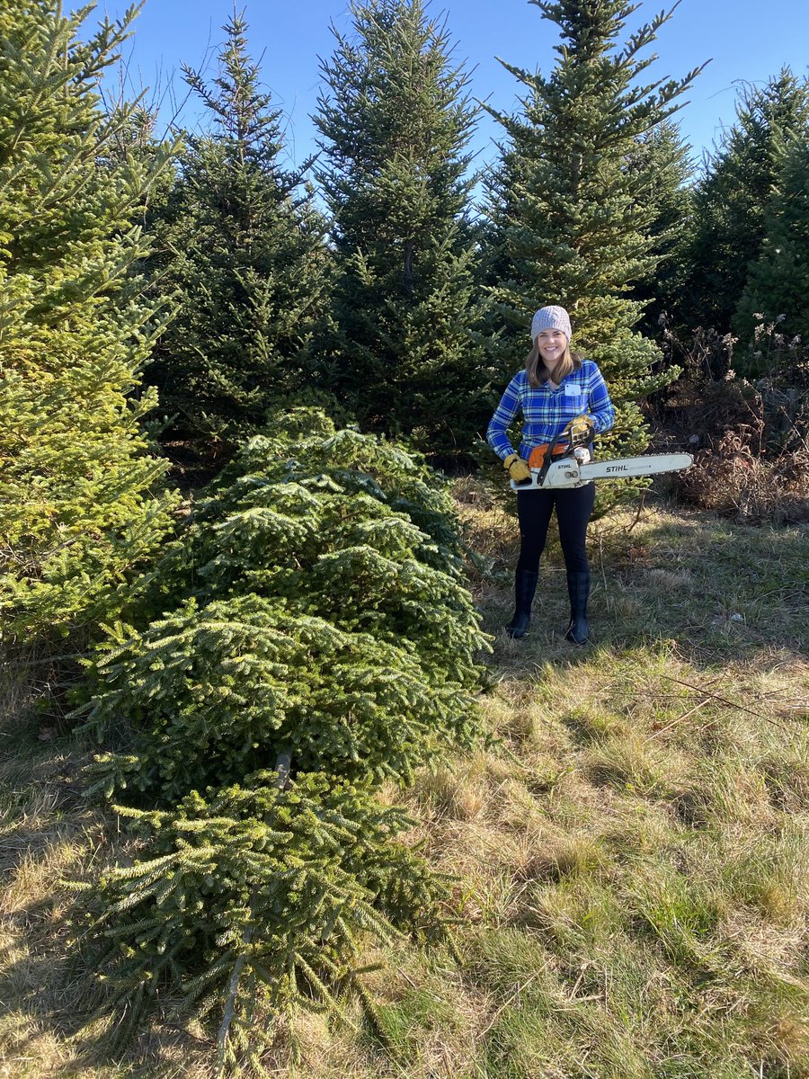 CatherineHLaw's tweet photo. We got a tree. We may have overdone it a bit. https://t.co/y5jUrSC5vi
