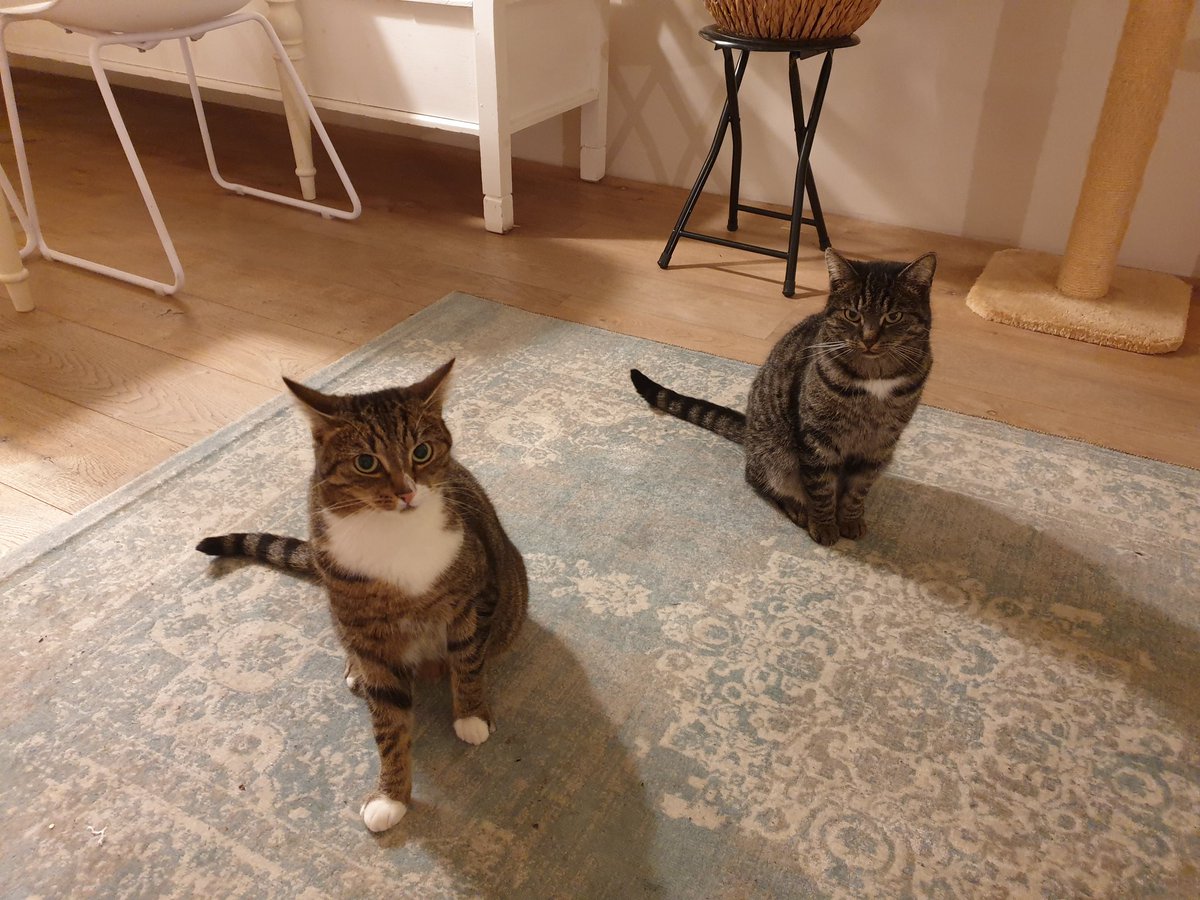 brightunltd's tweet photo. @maaikeveeningen Ach gossie toch. Sterkte! Groeten v onze katjes, die net zoon en broer hebben verloren https://t.co/NN8XGUaHPJ