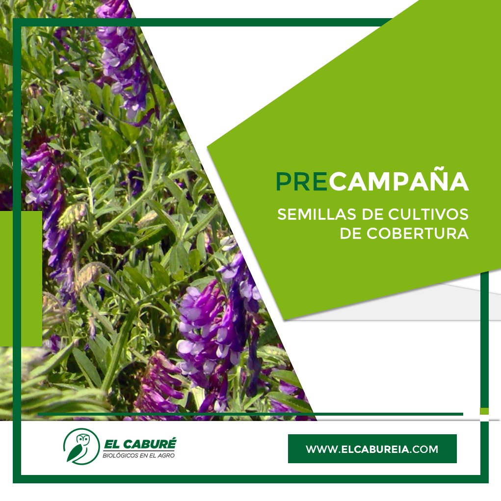 elcabureinsumos's tweet photo. 🚀🙌Reservando tu semilla de #CultivosdeCobertura en Precampaña, congelas el precio y aseguras stock y calidad.
#ElCaburéInsumosBio #MejoraContinua #CoverCrops #CultivosdeServicio #ViciaVillosa #Melilotus #Trebol #Rabano #cebada #centeno #ElCaburéBiológicosenelAgro #Agro https://t.co/LIIPGMPMPw