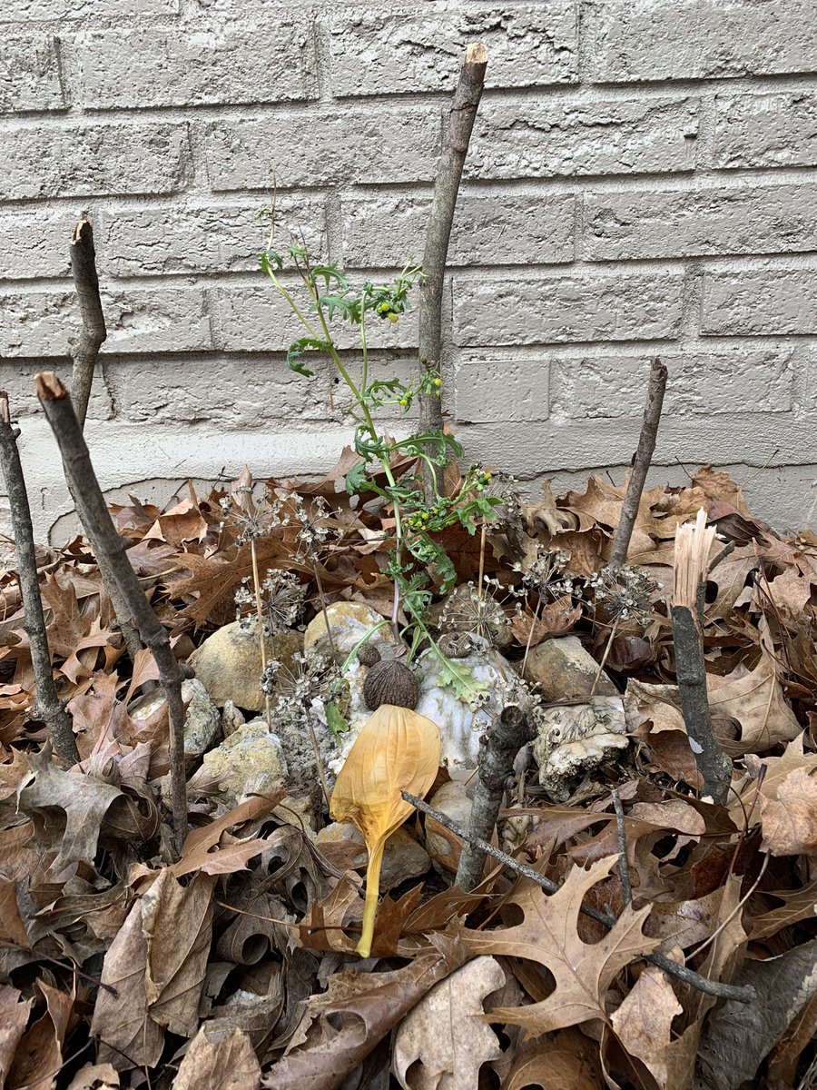 KittyHelm's tweet photo. An art piece/shrine to a “groundsel” toxic to humans &amp; livestock. It’s commonly identified as a garden “weed.” What constitutes a weed? What if we flipped the switch and appreciated the “weeds”? #enviroEd #elonEd #EDU431 #final https://t.co/QIqQWcgZRp