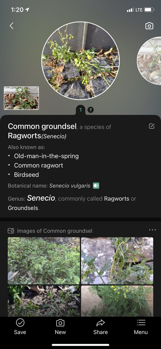 KittyHelm's tweet photo. An art piece/shrine to a “groundsel” toxic to humans &amp; livestock. It’s commonly identified as a garden “weed.” What constitutes a weed? What if we flipped the switch and appreciated the “weeds”? #enviroEd #elonEd #EDU431 #final https://t.co/QIqQWcgZRp