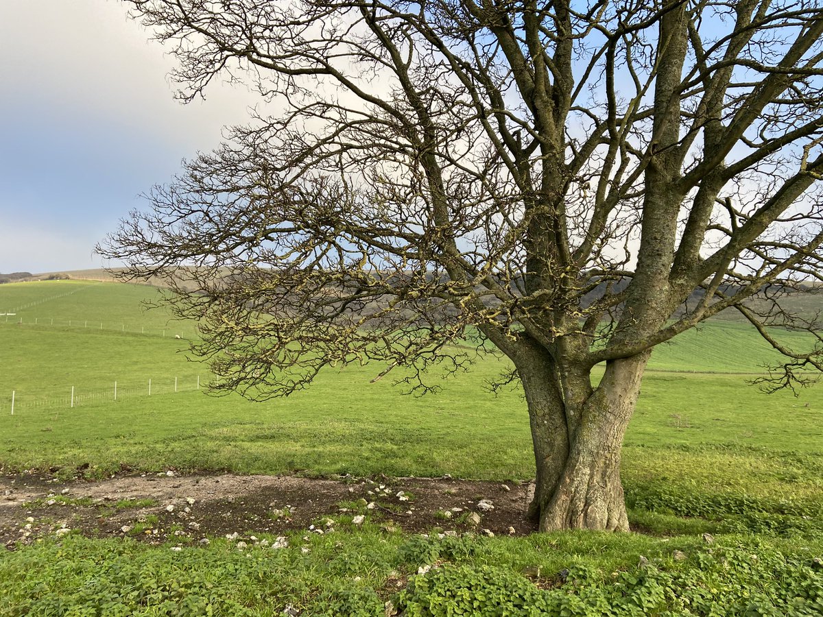 However, in 1939, the village was taken over by the Ministry of Defence & the residents were moved out. Canadian & British soldiers used it in preparation for fighting in mainland Europe. All that remains now are the shadows of foundations where buildings once were...6/9