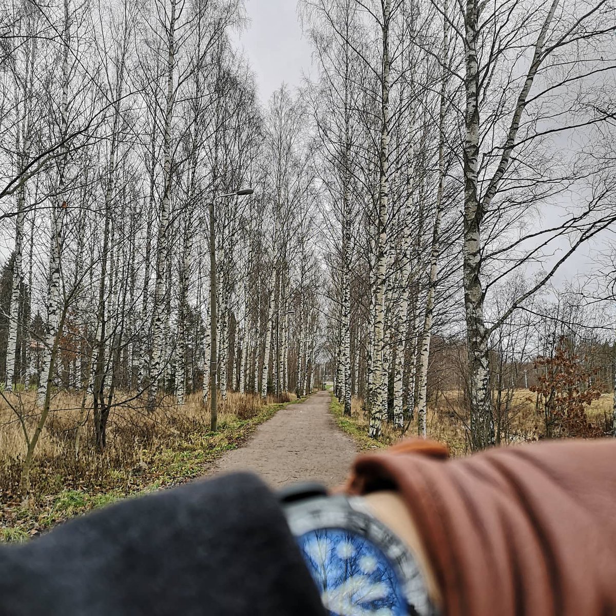 abcxyz_jp's tweet photo. 冬の散歩道。

#冬 #白樺 #腕時計 #手袋 #フィンランド #seikomod #skx007 #skxmod #sauso #gloves #birch #walk #winter #finland #namokimods #crafterblue https://t.co/PQngSPIW4b