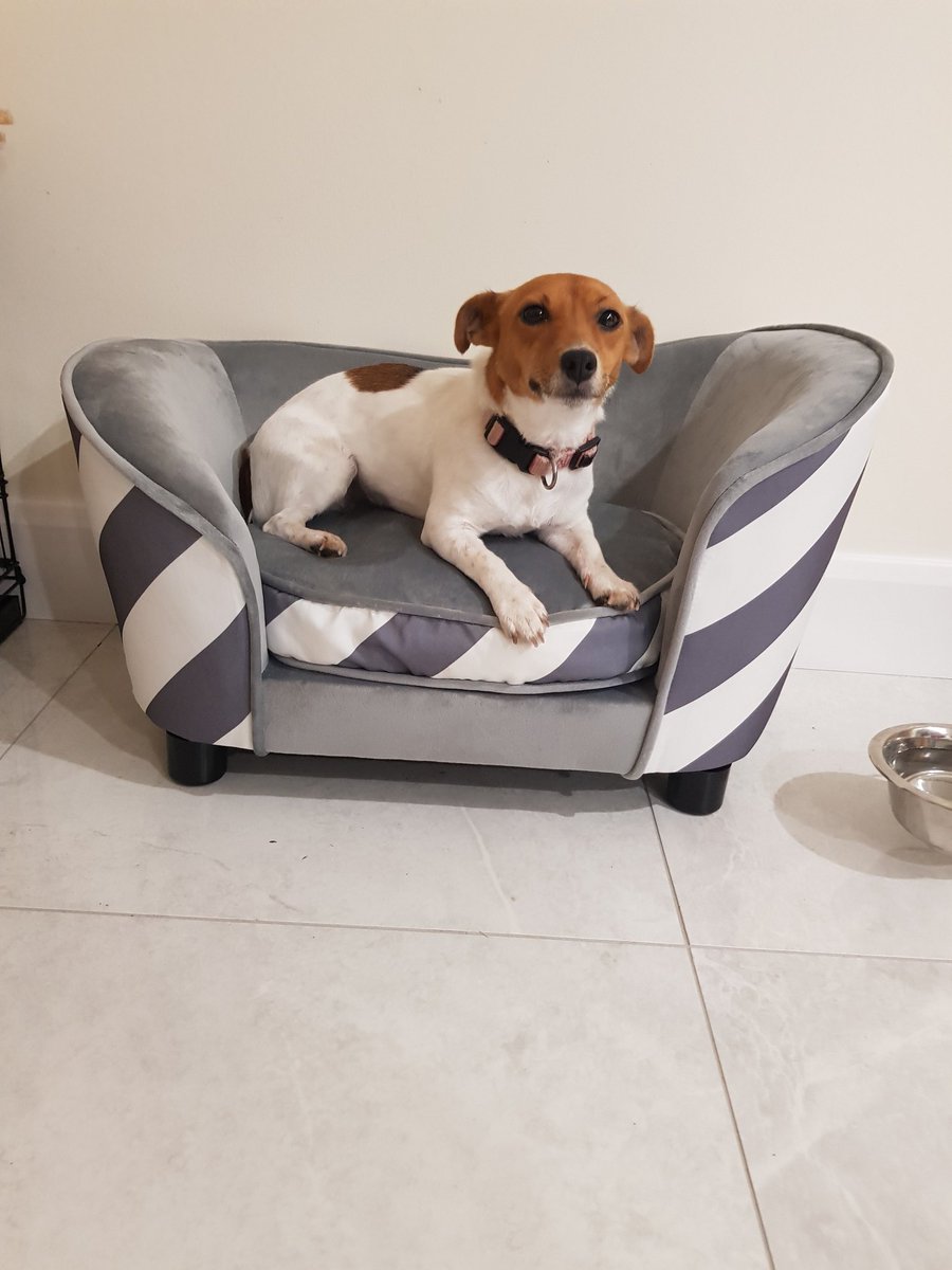 Paulahynes4's tweet photo. Penny decided she needed her own couch for the new house 😁 #itsadogslife #happygirl #newcouch #perfectcolour #jackrussel https://t.co/1Pym46lUuU