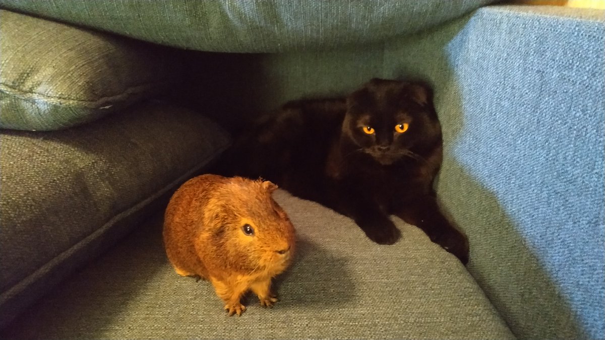 CozyMaps's tweet photo. This is my cowardly hamster. Their name is Bosmer.
In any incomprehensible situation, it emits the sounds of the jungle.
#hamster #cavy #guineapig #cat https://t.co/2U1kRiiA7S