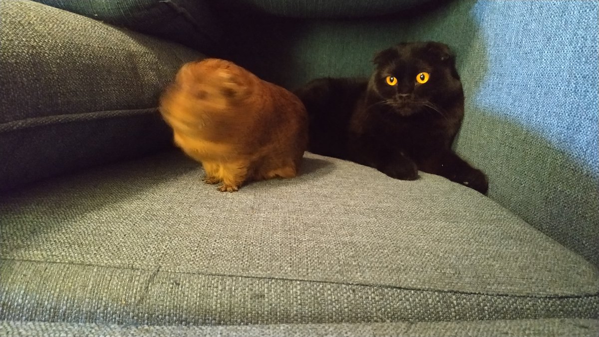 CozyMaps's tweet photo. This is my cowardly hamster. Their name is Bosmer.
In any incomprehensible situation, it emits the sounds of the jungle.
#hamster #cavy #guineapig #cat https://t.co/2U1kRiiA7S