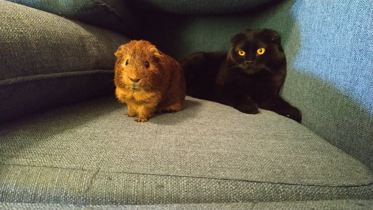 CozyMaps's tweet photo. This is my cowardly hamster. Their name is Bosmer.
In any incomprehensible situation, it emits the sounds of the jungle.
#hamster #cavy #guineapig #cat https://t.co/2U1kRiiA7S