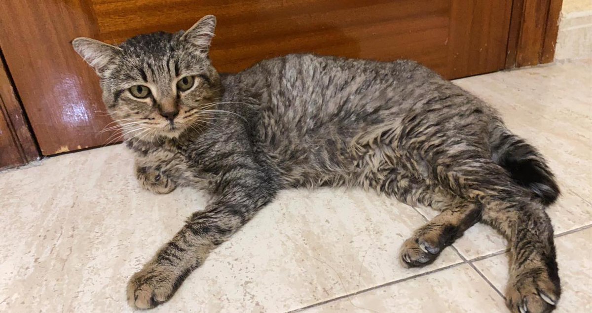 IRON salió de la calle y estuvo a punto de volver a ella. Necesita una acogida o mejor, una adopción pues vivir en una habitación solo no es vida. + inmuno. <a href="/juaningea/">Juan Gea</a> <a href="/carmenporter_/">Carmen Porter</a> <a href="/LeticiaDolera/">LeticiaDolera</a> @Antoniasanjua <a href="/AlexODogherty/">Alex O'Dogherty</a> <a href="/EmmaOzores/">Emma Ozores</a> <a href="/Diana_Navarro/">Diana Navarro</a>