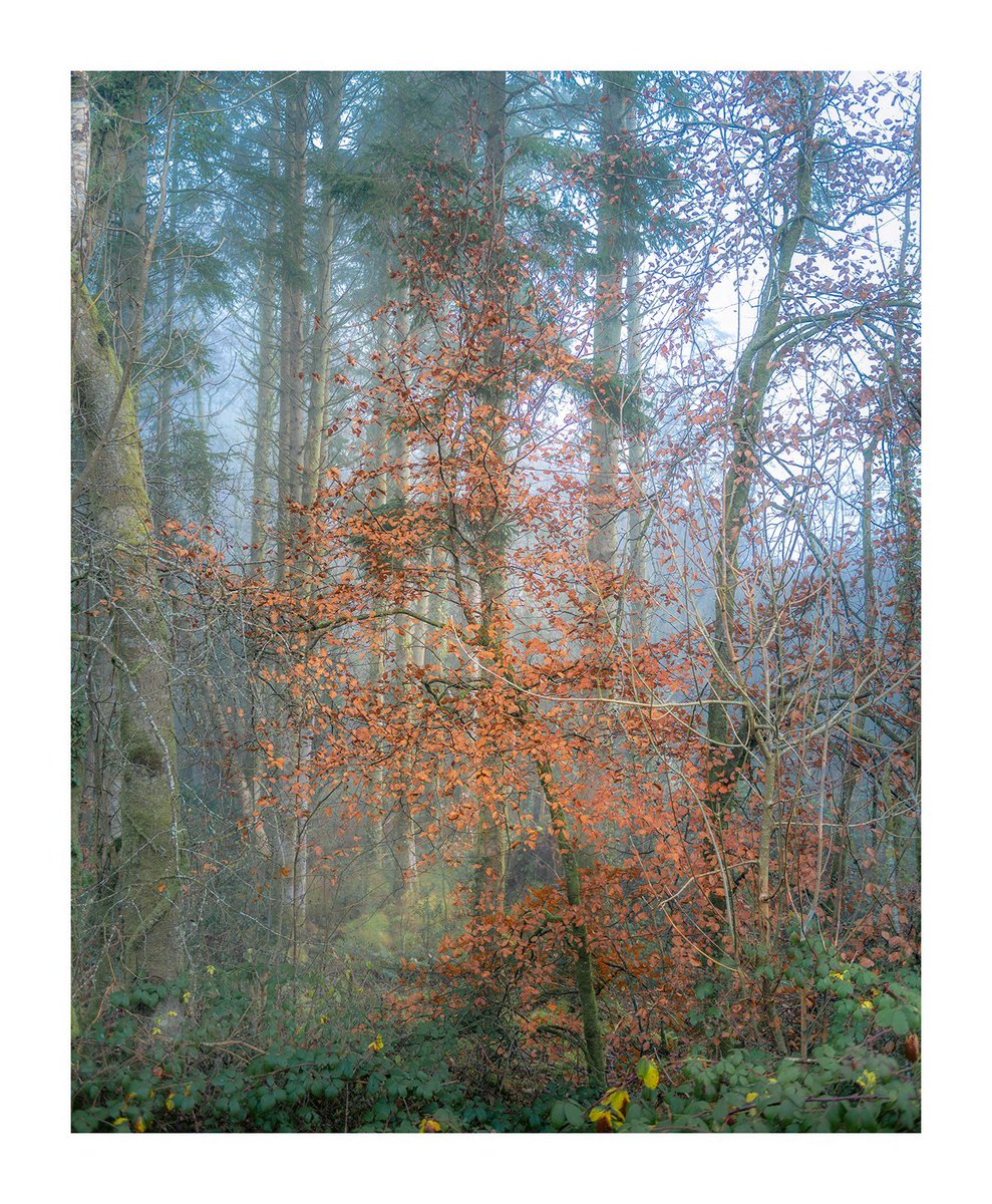 Last of the Autumn colour