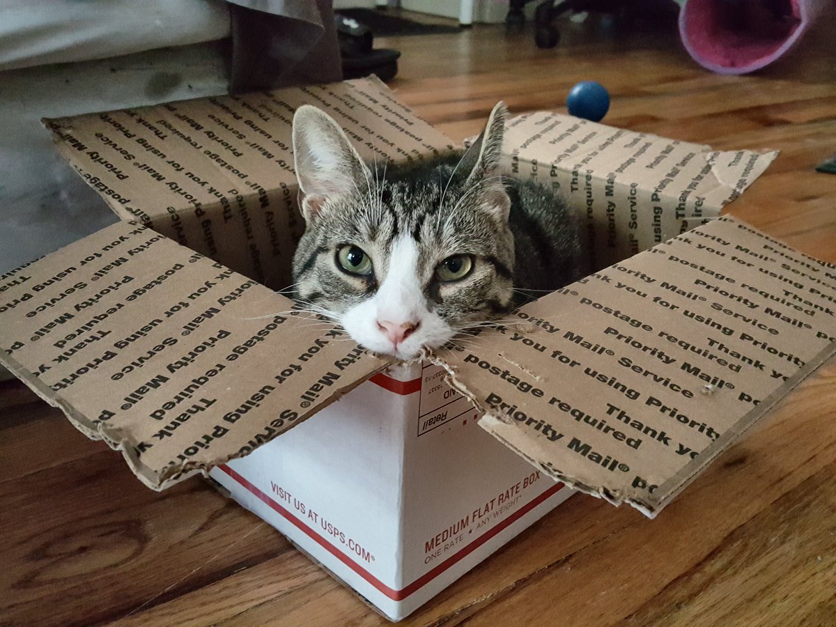CurtisSliwa's tweet photo. Looking to take a dream vacation but funds are low, no worries because it's #catboxsunday, just ship me out! https://t.co/IQtJrcEHCO