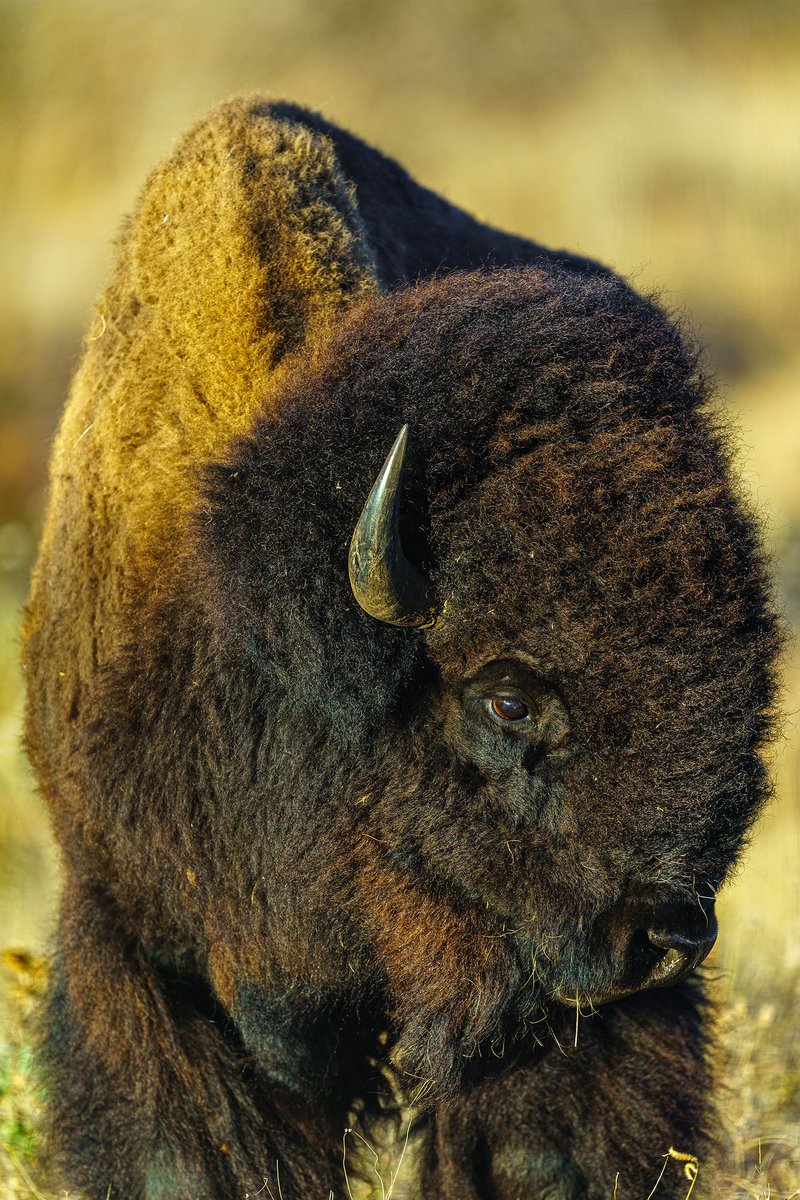 dartlrt's tweet photo. Was able to find a few good herds of bison at the @Wichita Mountains Wildlife Refuge https://t.co/RTtqRDJ4CT