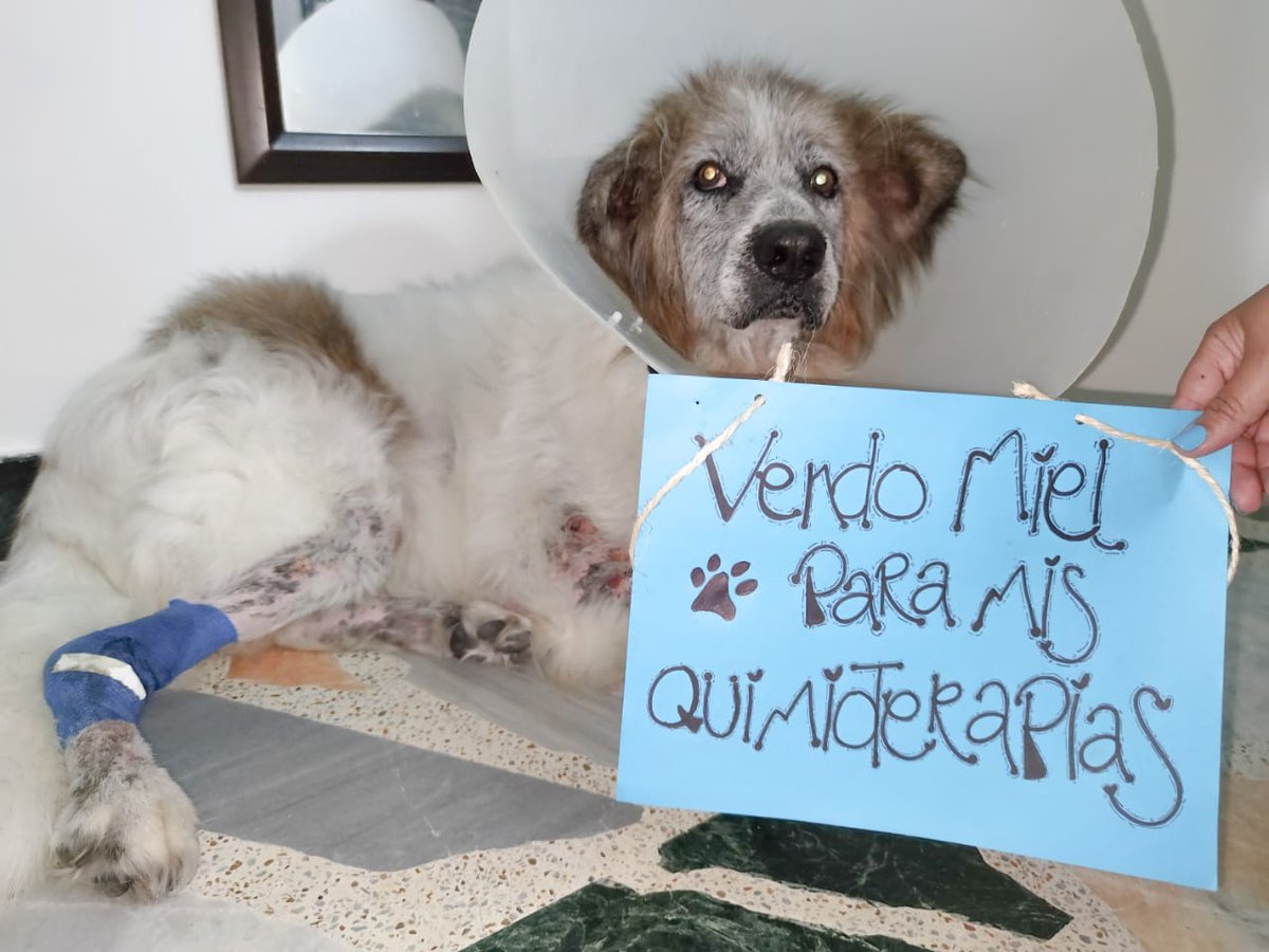 Amigos me pueden ayudar con un RT 🙏 Son botellitas de miel orgánica de 600ml. Pueden escribirme por mensaje interno o al 3183906850 💕🤗 estamos en Bogotá.