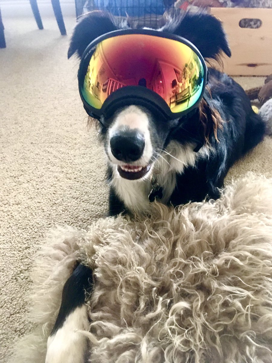 #rexspecs rock #workingcollie #dogsafety #preventcataracts