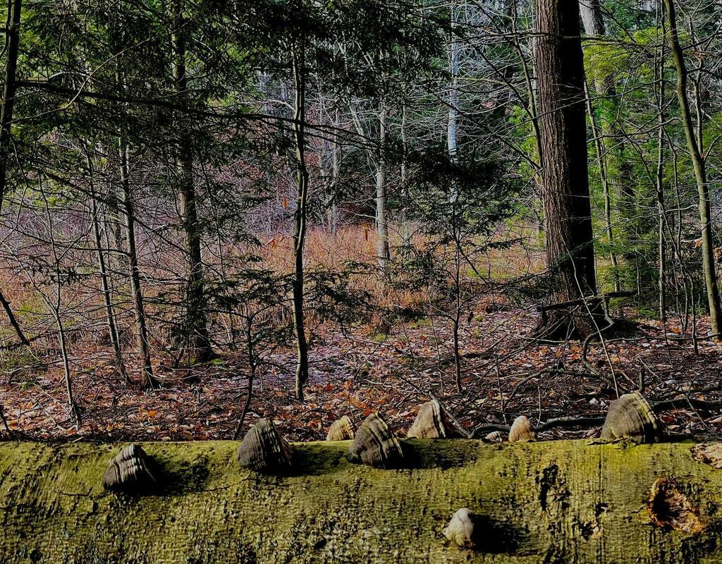 Winter woods. #landscapephotography #forest #nature #fungi #fungiofinstagram instagr.am/p/CIMaUupB43I/