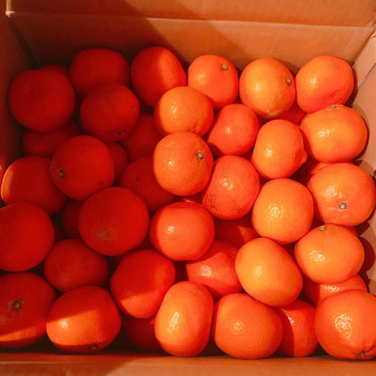 おはよう！お久しぶりです🤍

愛媛に行った友達から
みかんを大量にいただきました🍊
食べ切れる気がしないので
なにかみかん使ったデザートでも
作ろうかな❓

#愛媛のみかん https://t.co/q68aZbDKPX