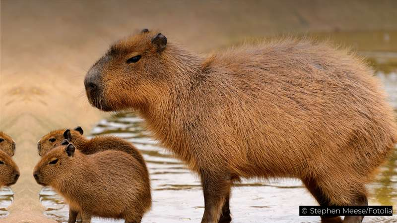 Capybaras: Friendly Giants of the Rodent Community - AZPetVet