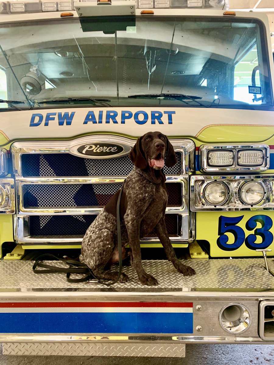 Thatsbrooke's tweet image. This is Mars, he’s a German Shorthaired Pointer &amp;amp; a very good boy. #explosivedetectionK9