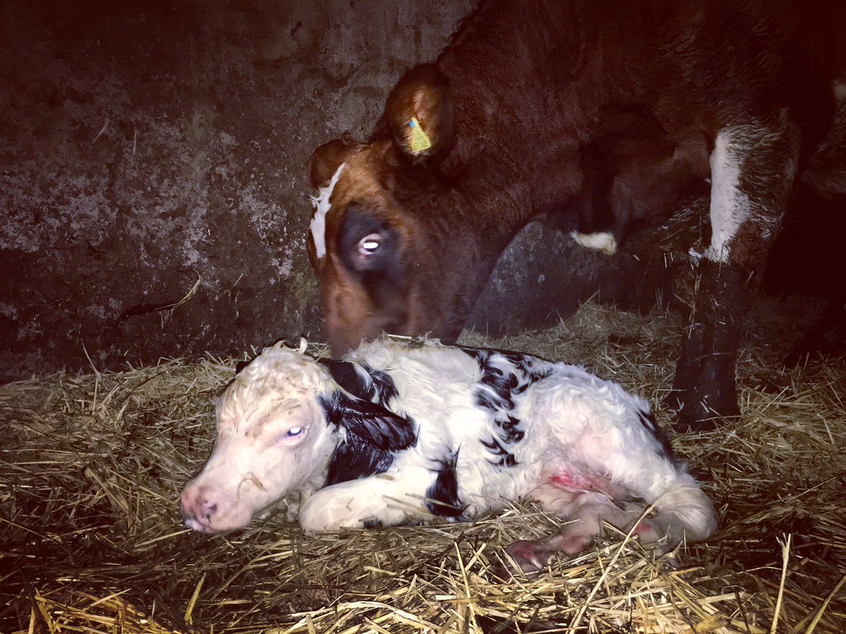 adgarleyfarm's tweet image. Not the best picture but really happy my other new girl I bought a couple of months ago calved down ok with a blue heifer! #ayrshire #dairyfarming #calving20 #farmlife #teamdairy