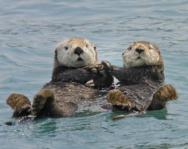 otters holding hands