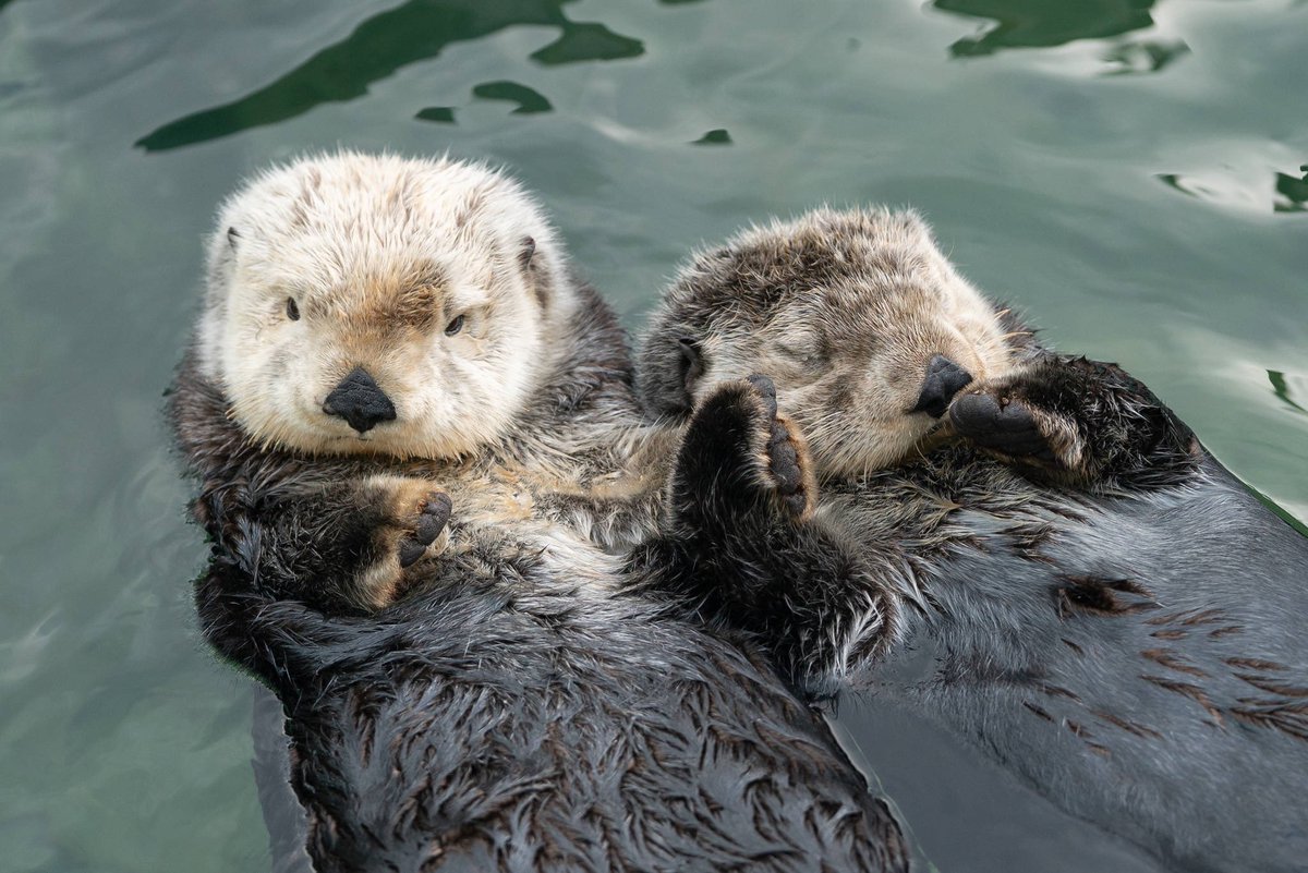 otters holding hands