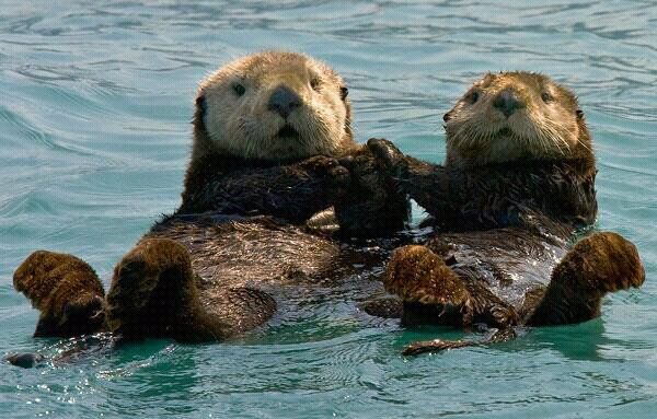 otters holding hands pt 2