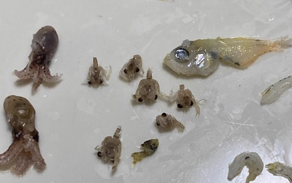 @cso2426 チリメンモンスターいました〜！
タコ美味しい！まだ小さいのに、食感はもうくにくに弾力あるんですね！小さいのは時々じゃりっとしてるものの正体でした。大きいのはなんの魚でしょう…？　これからシラス食べるの楽しくなりそうです！ 