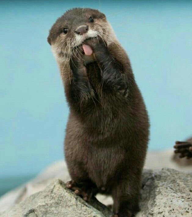 fun fact otters hold each others hands while sleeping so they don’t drift away from each other