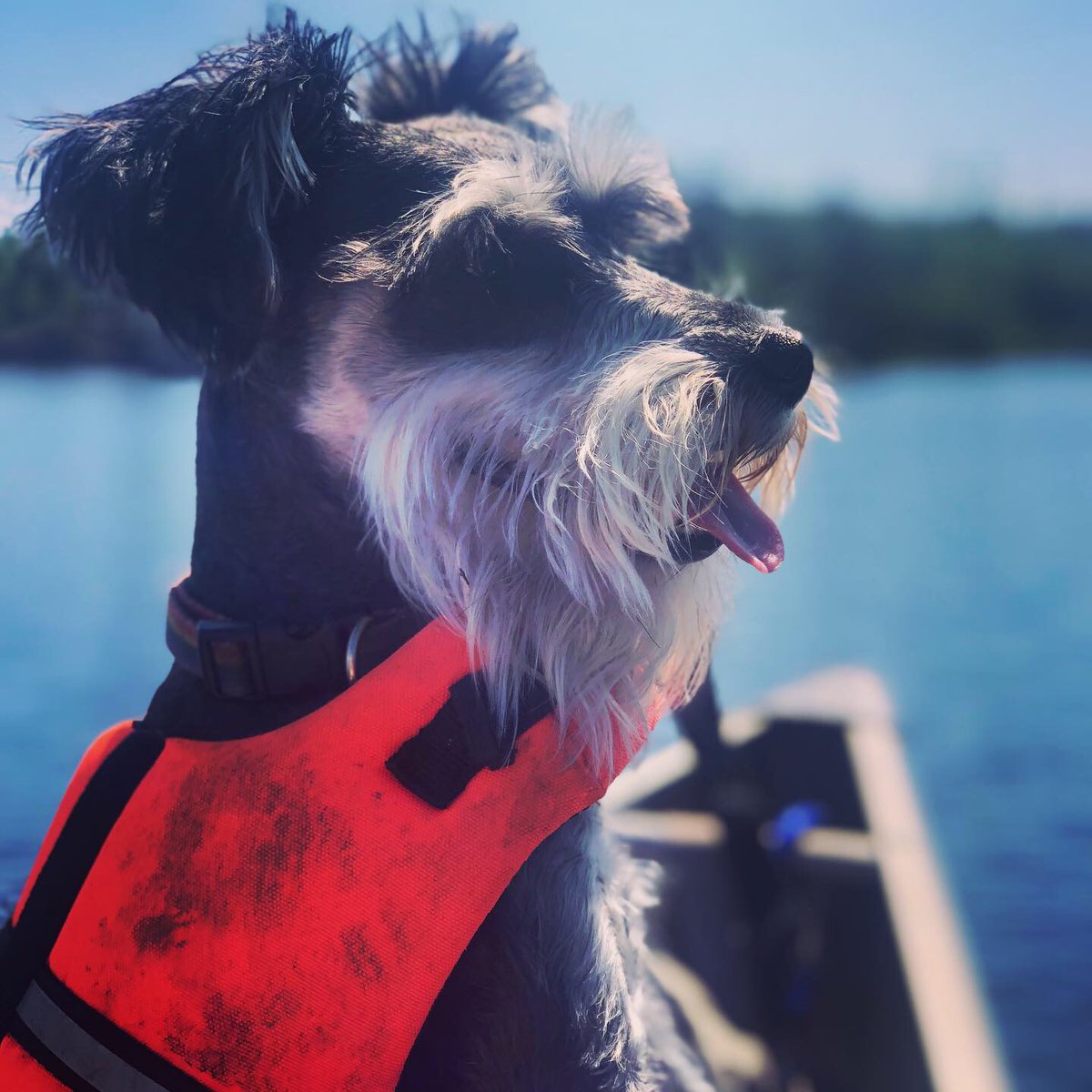 marnizstar78's tweet photo. Veronica the adventure dog prior to her accident! https://t.co/1Y3CiwgVme