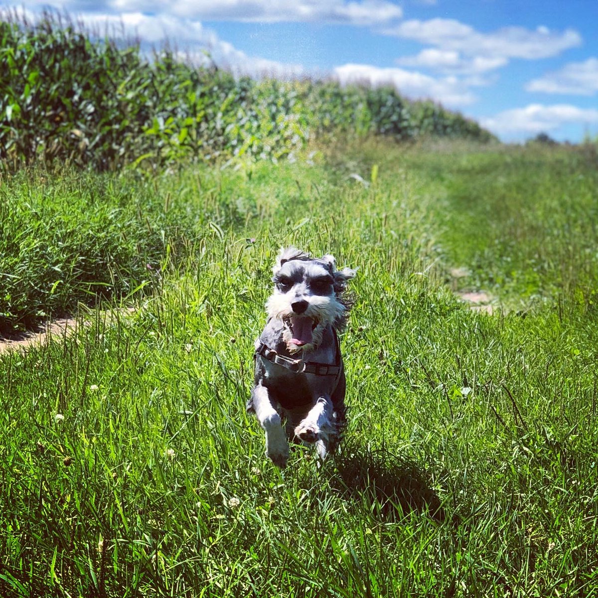marnizstar78's tweet photo. Veronica the adventure dog prior to her accident! https://t.co/1Y3CiwgVme