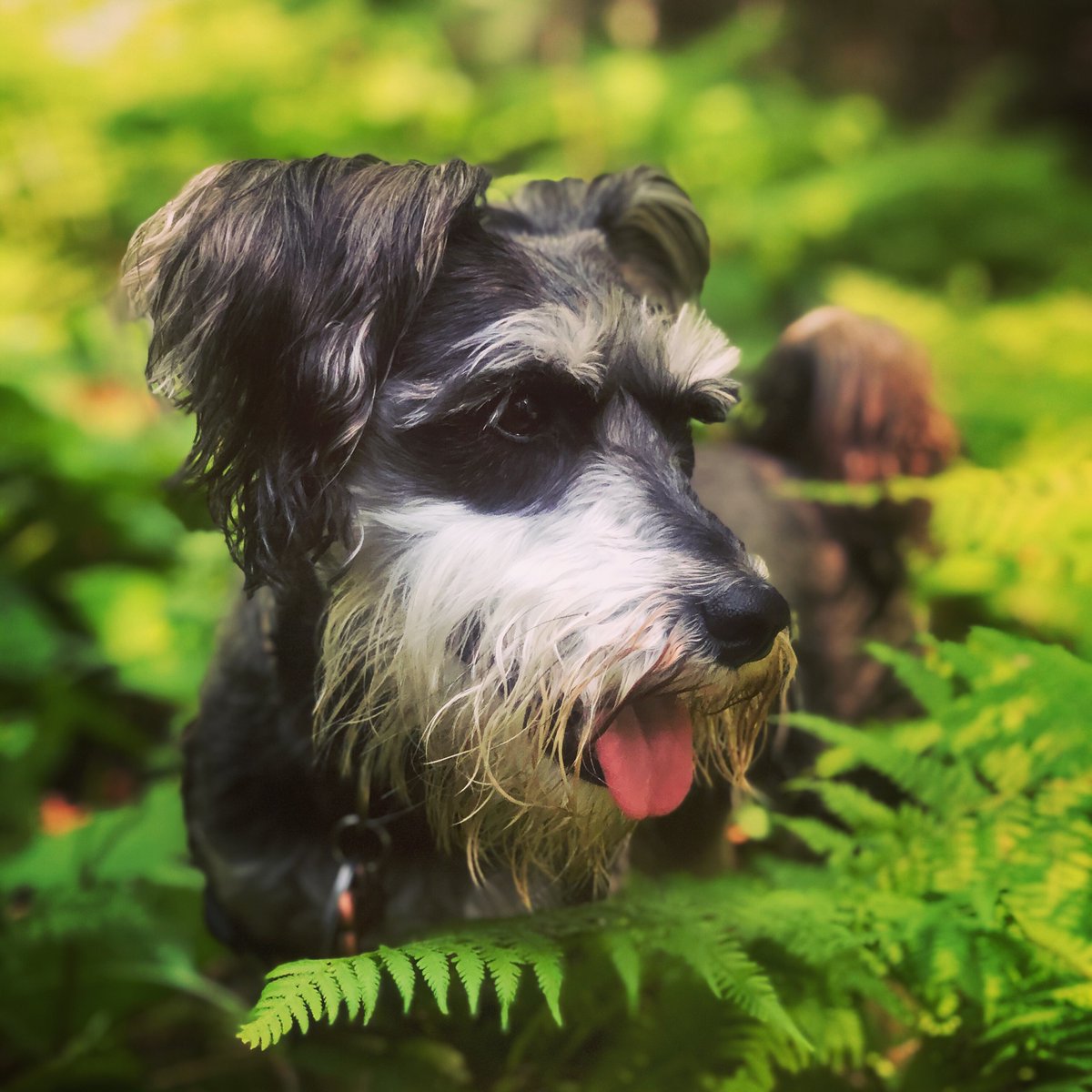 marnizstar78's tweet photo. Veronica the adventure dog prior to her accident! https://t.co/1Y3CiwgVme