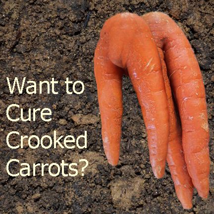 Are you fed up with crooked, branching carrots? Chances are they hit stones as they grew. The Haxnicks Easy Riddle will help you sieve the soil without breaking your back & stores easily when not in use. Take a look buff.ly/3l1wlEj #allotmentnewbies #instagardening