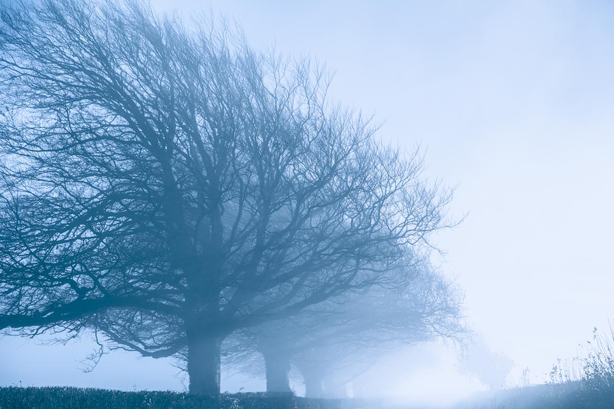 Cold & murky, blue morning mist #fog #autumn #november #chill #mistymorning #mist #trees #atmosphere #winter #blue #cold #icy #mendips #mendiphills #photography #lightroom #wildphotography #wild #windswept #canon #eosr6 #nickthewildphotographer