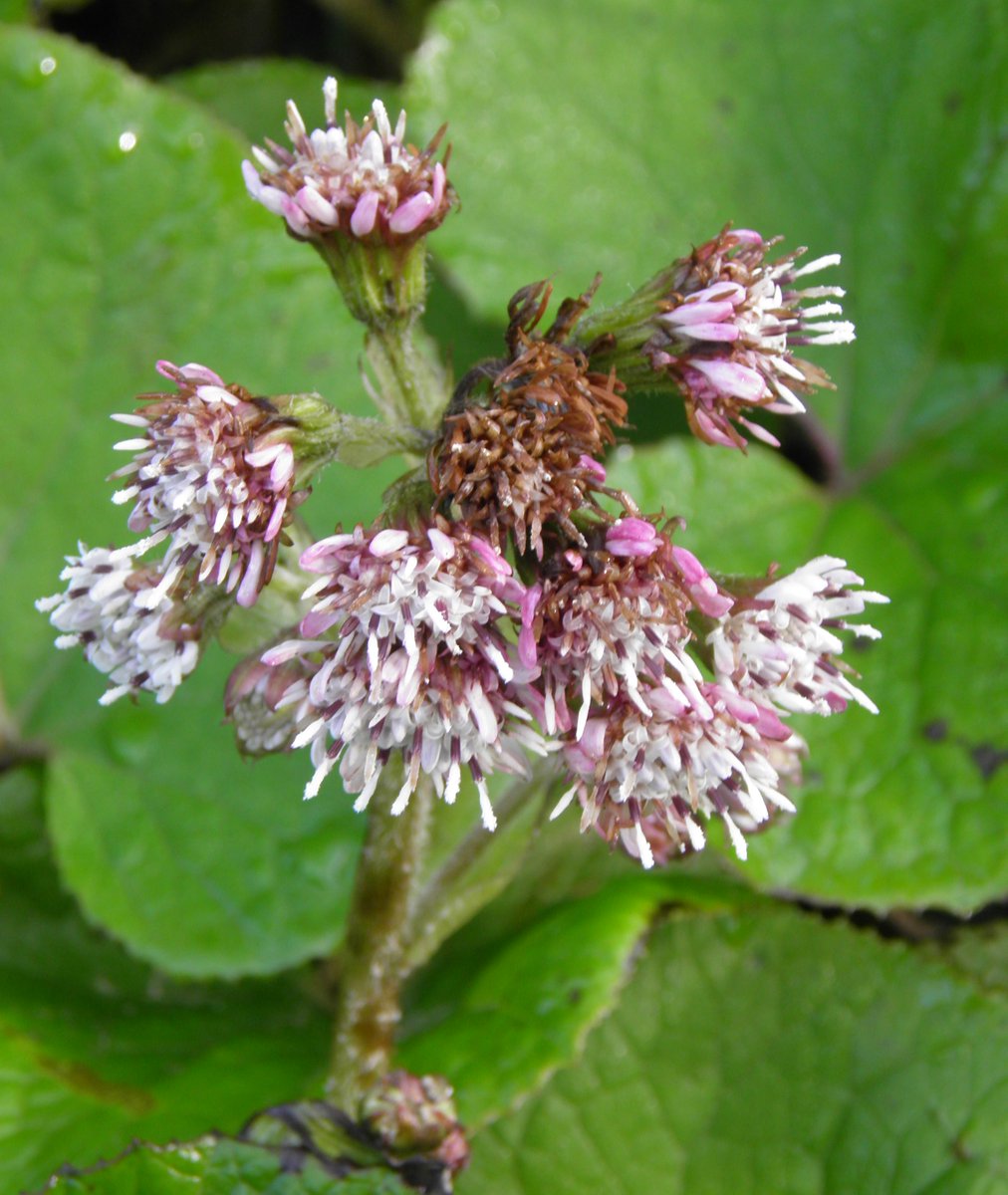 Wild Strawberry, Wood Sage & Winter Heliotrope for #Wildflowerhour & #WinterWildlife @BioDataCentre