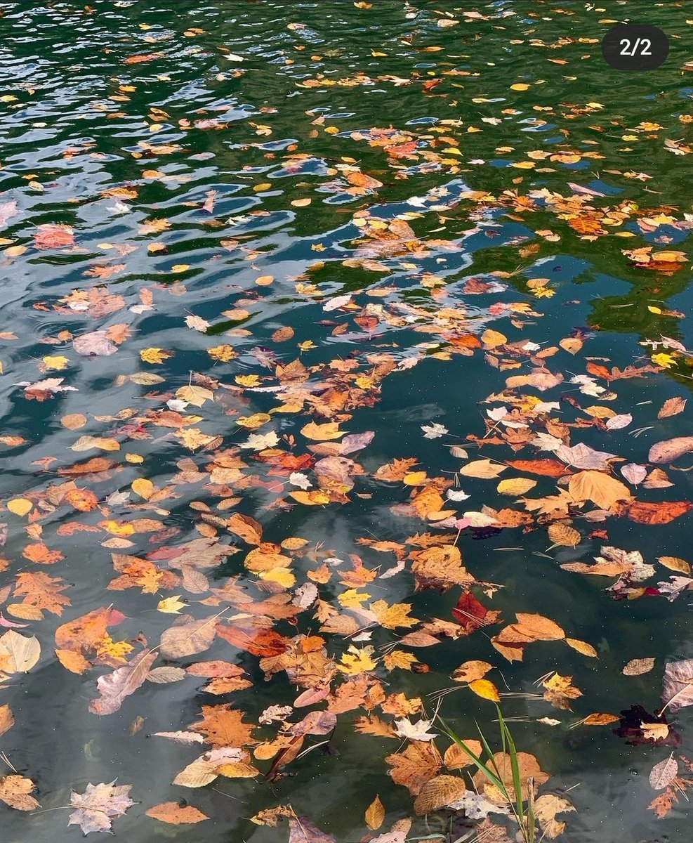 Fourfit_'s tweet image. Really excited to share with you some work from @tvilli_ for our weekly rendition of #PoeticSundays!

Check out Tori's piece below, &amp;amp; follow @tvilli_ on Instagram (instagram.com/poemsbytori?ig…) too!

#poetry #POEMS #poetrycommunity #PoetrySundays #SundayPoetry #Fourfit4Poets