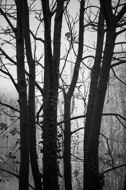 DGillettPhoto's tweet photo. New blog post with this month's photographer inspiration is now live: https://t.co/Dg5yi2bOFv

#november
#photographerinspiration
#trees
#treephotography
#gardenphotography https://t.co/PgLZEycNgP