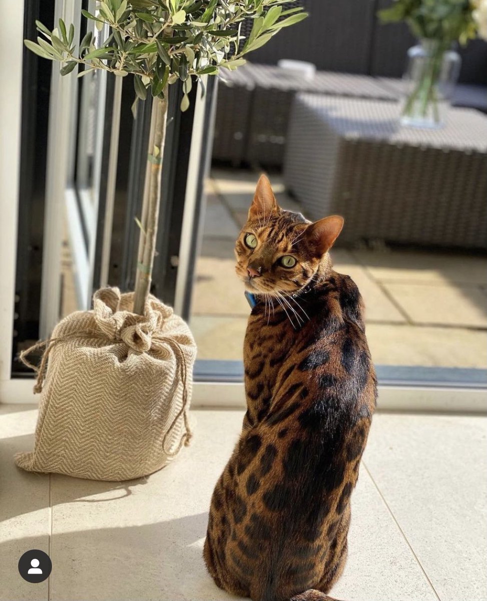 Hazel Evans tweet media